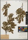 Foto von Salix waldsteiniana Willd.